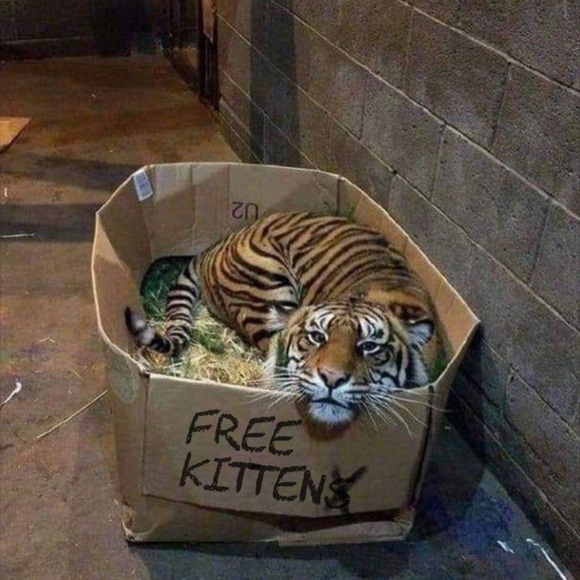 Meet your Posher, Angela - Picture 1 of 1